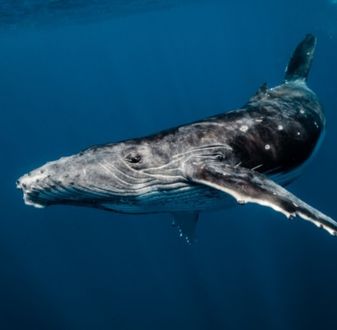 Milly Mead's humpback whale photograph