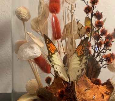 Sibella Court Scholarship winner for 2020 showcases her winning work - a unique still-life butterfly enclosure