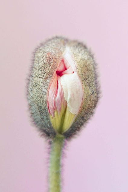 Sammy Jones' Poppy