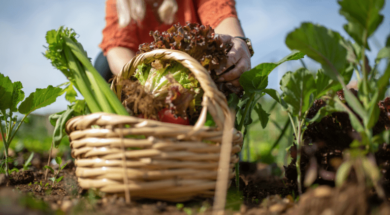 Sustainable food sourcing