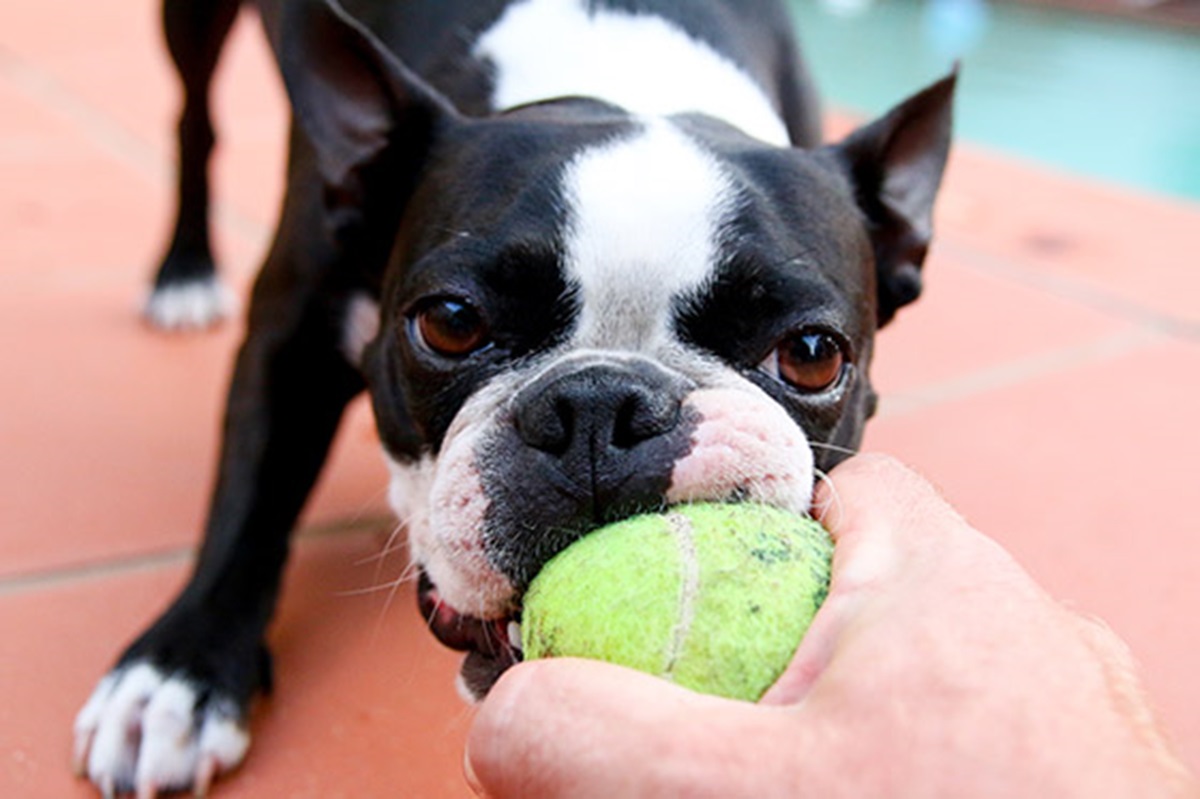 Sports industry - dog with a tennis ball
