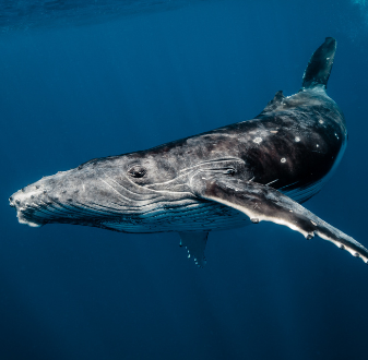 Award-winning photograph of humpback whales by Billy Blue graduate Milly Mead