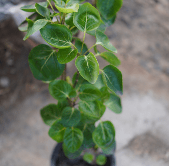 Are herbs good for anxiety