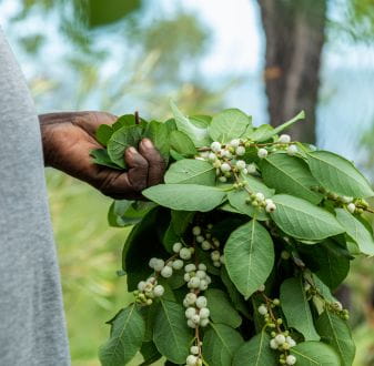 Indigenous woman holding berries