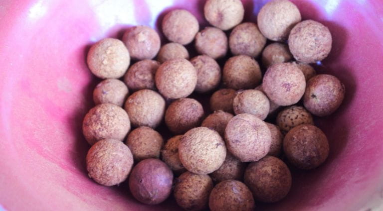 Quandong Native Peach